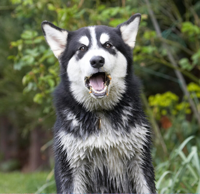 Alaskan Malamute, Animal, Animals, Bentley, Butter, Canine, Canines, Dog, Dogs, Land Mammal, Land Mammals, Malamutes, Peanut, Play, Playing, Playtime, Terrestrial Mammal, Terrestrial Mammals, tongue