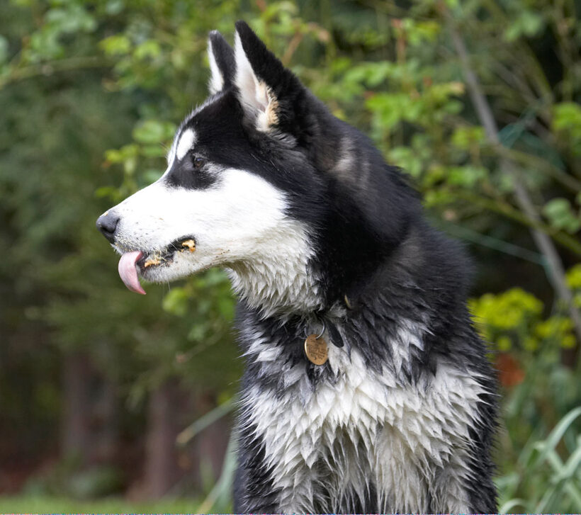 Alaskan Malamute, Animal, Animals, Bentley, Butter, Canine, Canines, Dog, Dogs, Land Mammal, Land Mammals, Malamutes, Peanut, Play, Playing, Playtime, Terrestrial Mammal, Terrestrial Mammals, tongue