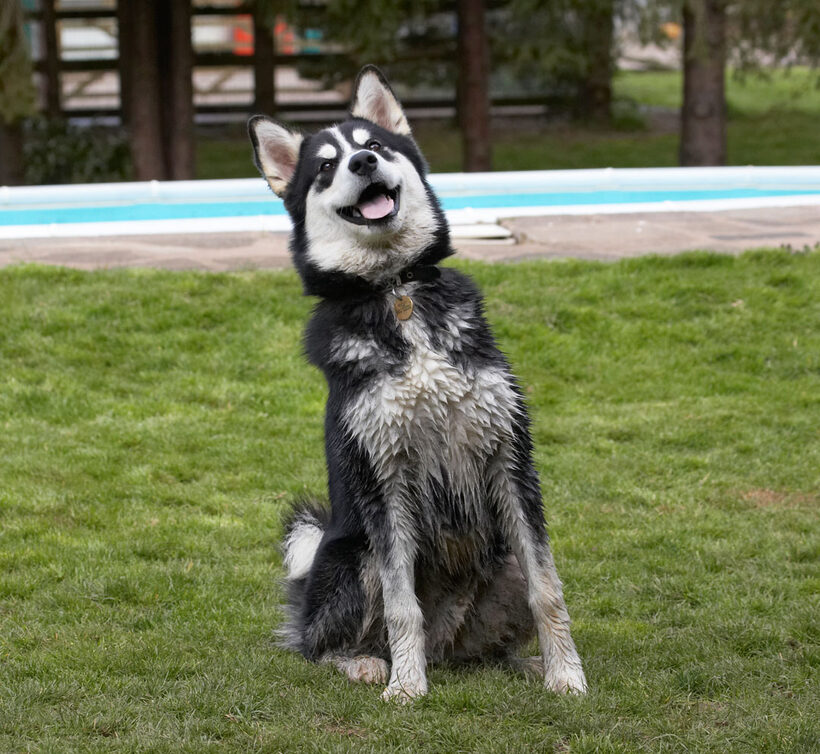 Alaskan Malamute, Animal, Animals, Bentley, Butter, Canine, Canines, Dog, Dogs, Land Mammal, Land Mammals, Malamutes, Peanut, Play, Playing, Playtime, Smile, smiling, Terrestrial Mammal, Terrestrial Mammals, Tongue