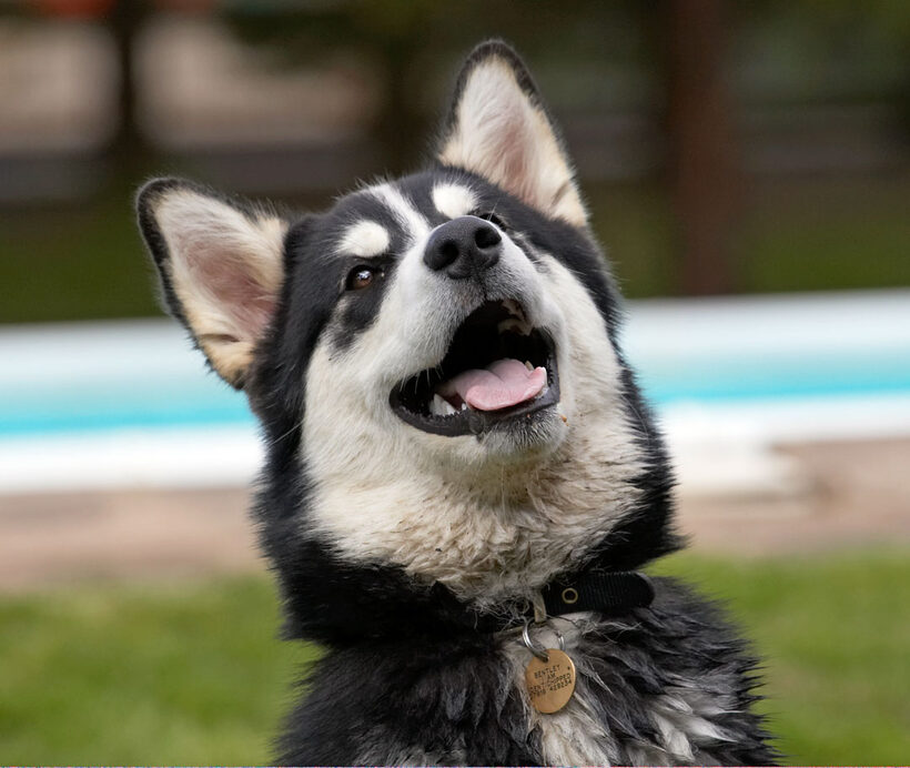 Alaskan Malamute, Animal, Animals, Bentley, Butter, Canine, Canines, Dog, Dogs, Land Mammal, Land Mammals, Malamutes, Peanut, Play, Playing, Playtime, Terrestrial Mammal, Terrestrial Mammals, tongue