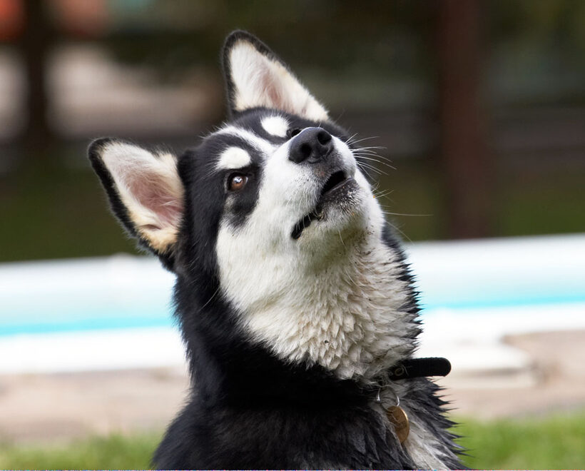 Alaskan Malamute, Animal, Animals, Bentley, Butter, Canine, Canines, Dog, Dogs, Land Mammal, Land Mammals, Malamutes, Peanut, Play, Playing, Playtime, Terrestrial Mammal, Terrestrial Mammals