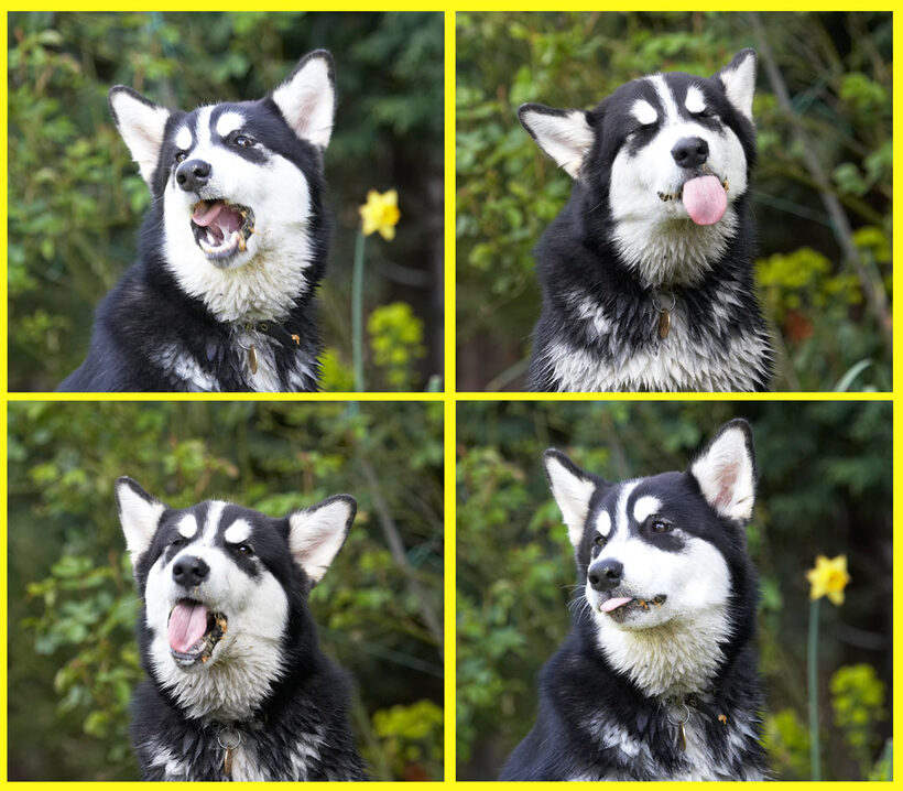 Alaskan Malamute, Animal, Animals, Bentley, Butter, Canine, Canines, Dog, Dogs, Land Mammal, Land Mammals, Malamutes, Montage, Peanut, Play, Playing, playtime, Terrestrial Mammal, Terrestrial Mammals, Tongue