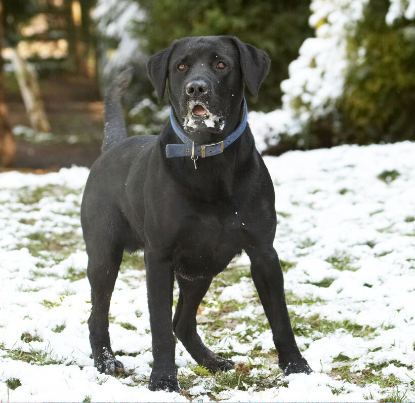 Animal, Animals, Buddy, Canine, Canines, Dog, Dogs, Labrador, Labradors, Land Mammal, Land Mammals, Play, Playing, Playtime, Snow, Terrestrial Mammal, Terrestrial Mammals