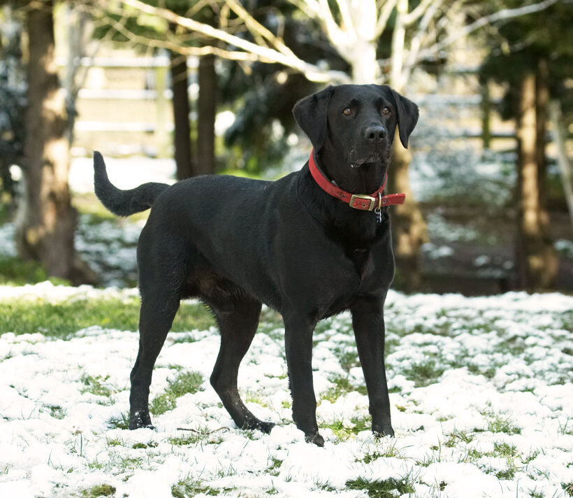 Animal, Animals, Canine, Canines, Dog, Dogs, Harvey, Labrador, Labradors, Land Mammal, Land Mammals, Play, Playing, Playtime, Snow, Terrestrial Mammal, Terrestrial Mammals