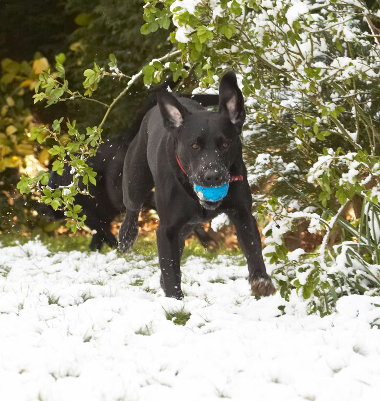 Animal, Animals, Ball, Canine, Canines, Dog, Dogs, Harvey, Labrador, Labradors, Land Mammal, Land Mammals, Play, Playing, Playtime, Run, running, Snow, Terrestrial Mammal, Terrestrial Mammals