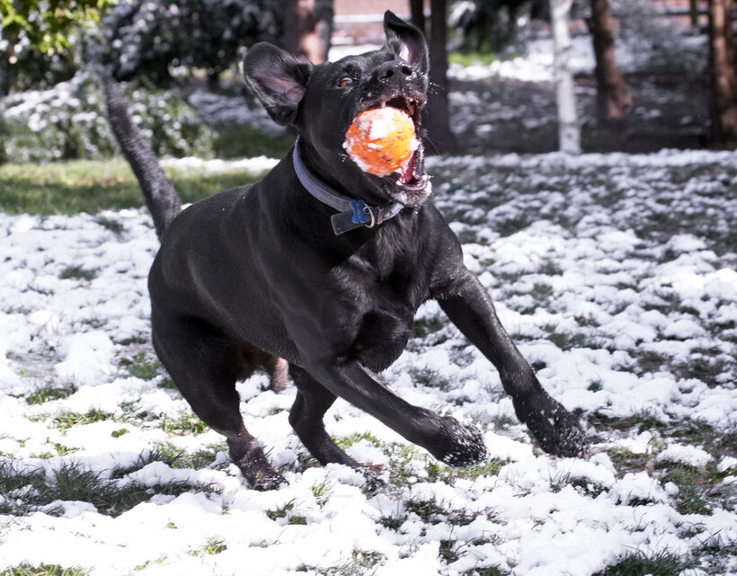 Animal, Animals, Ball, Buddy, Canine, Canines, catch, Dog, Dogs, Harvey, Labrador, Labradors, Land Mammal, Land Mammals, Play, Playing, Playtime, Snow, Terrestrial Mammal, Terrestrial Mammals
