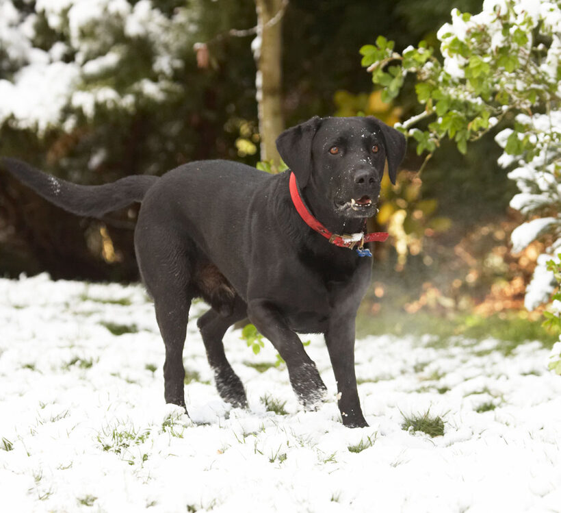 Animal, Animals, Canine, Canines, Dog, Dogs, Harvey, Labrador, Labradors, Land Mammal, Land Mammals, Play, Playing, Playtime, Snow, Terrestrial Mammal, Terrestrial Mammals