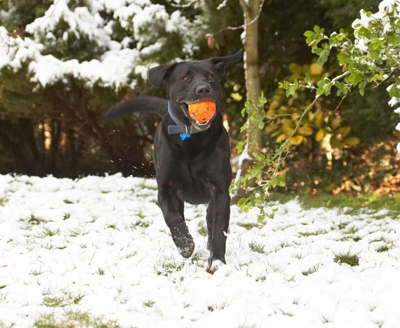 Animal, Animals, ball, Buddy, Canine, Canines, Dog, Dogs, Labrador, Labradors, Land Mammal, Land Mammals, Play, Playing, Playtime, Snow, Terrestrial Mammal, Terrestrial Mammals