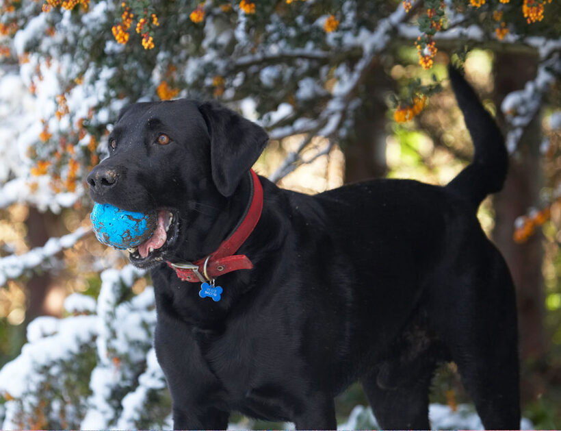 Animal, Animals, ball, Canine, Canines, Dog, Dogs, Harvey, Labrador, Labradors, Land Mammal, Land Mammals, Play, Playing, Playtime, Snow, Terrestrial Mammal, Terrestrial Mammals