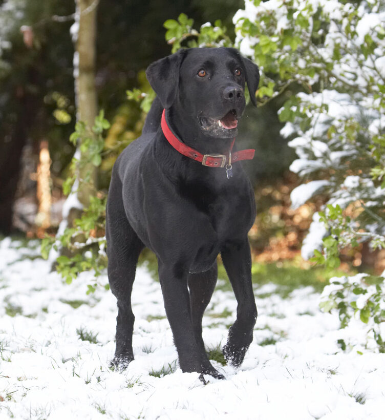 Animal, Animals, Canine, Canines, Dog, Dogs, Harvey, Labrador, Labradors, Land Mammal, Land Mammals, Play, Playing, Playtime, Snow, Terrestrial Mammal, Terrestrial Mammals