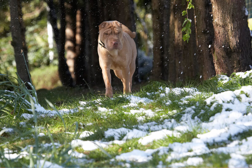 Animal, Animals, Canine, Canines, Daisy, Dog, Dogs, Frosty, Land Mammal, Land Mammals, Play, Playing, playtime, Shar-pei, Shar-peis, Snow, Terrestrial Mammal, Terrestrial Mammals