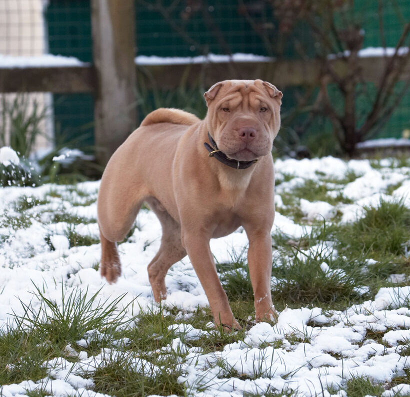 Animal, Animals, Canine, Canines, Dog, Dogs, Frosty, Land Mammal, Land Mammals, Play, Playing, Playtime, Shar-pei, Shar-peis, Snow, Terrestrial Mammal, Terrestrial Mammals