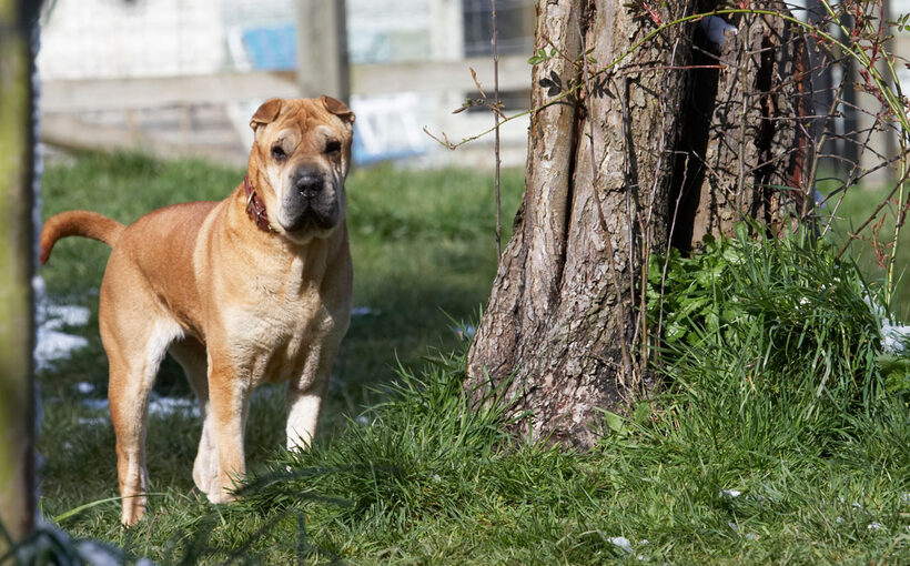 Animal, Animals, Canine, Canines, Daisy, Dog, Dogs, Land Mammal, Land Mammals, Play, Playing, Playtime, Shar-pei, Shar-peis, Snow, Terrestrial Mammal, Terrestrial Mammals