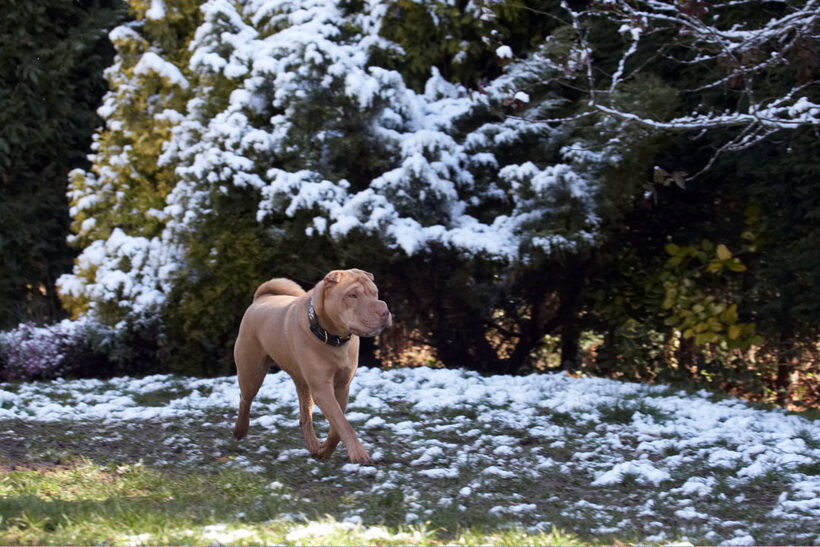 Animal, Animals, Canine, Canines, Dog, Dogs, Frosty, Land Mammal, Land Mammals, Play, Playing, Playtime, Shar-pei, Shar-peis, Snow, Terrestrial Mammal, Terrestrial Mammals