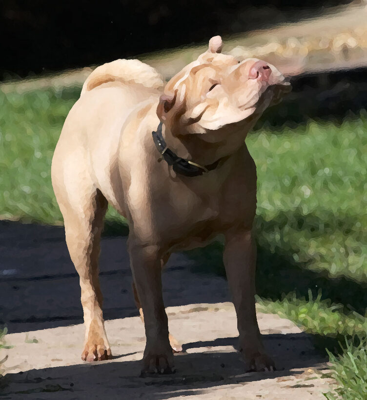 Animal, Animals, Canine, Canines, Dog, Dogs, Frosty, Land Mammal, Land Mammals, Play, Playing, Playtime, shaking, Shar-pei, Shar-peis, Terrestrial Mammal, Terrestrial Mammals