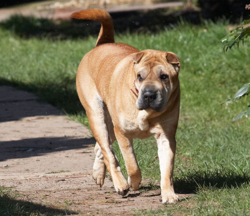 Animal, Animals, Canine, Canines, Daisy, Dog, Dogs, Land Mammal, Land Mammals, Play, Playing, Playtime, Shar-pei, Shar-peis, Terrestrial Mammal, Terrestrial Mammals