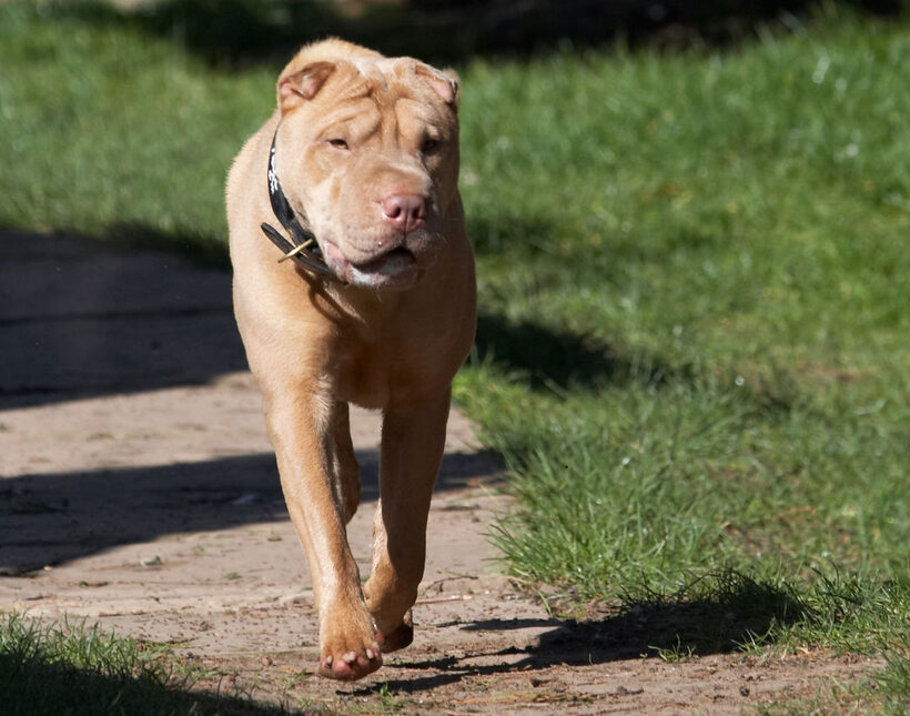 Animal, Animals, Canine, Canines, Dog, Dogs, Frosty, Land Mammal, Land Mammals, Play, Playing, Playtime, Shar-pei, Shar-peis, Snow, Terrestrial Mammal, Terrestrial Mammals
