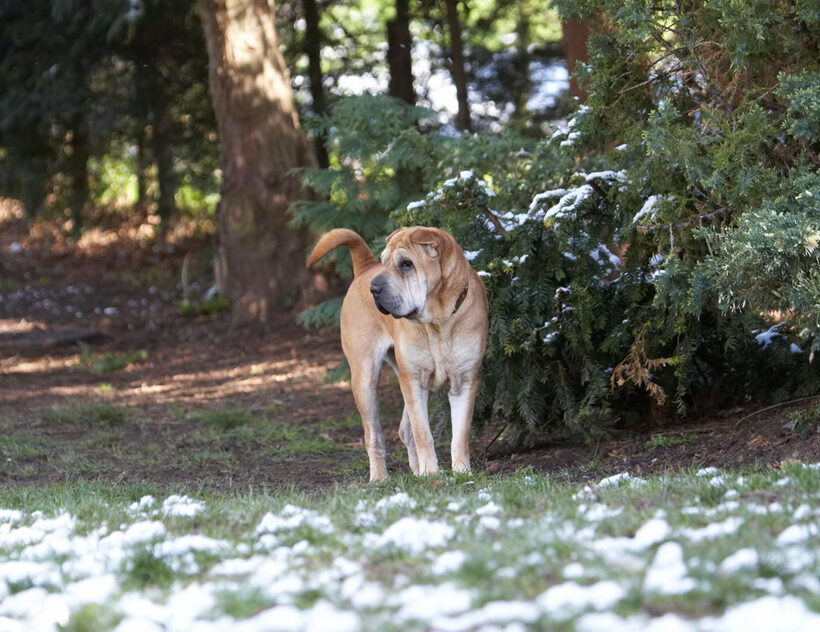 Animal, Animals, Canine, Canines, Daisy, Dog, Dogs, Land Mammal, Land Mammals, Play, Playing, Playtime, Shar-pei, Shar-peis, Snow, Terrestrial Mammal, Terrestrial Mammals