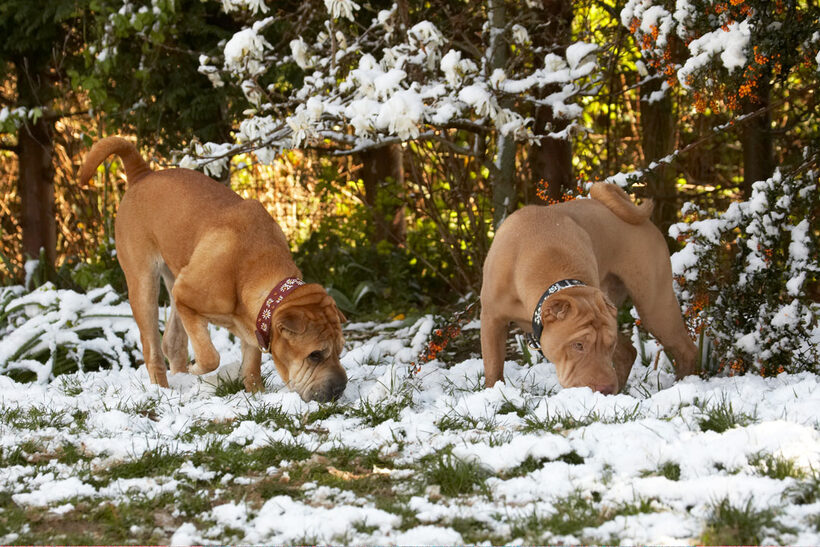 Animal, Animals, Canine, Canines, Daisy, Dog, Dogs, Frosty, Land Mammal, Land Mammals, Play, Playing, playtime, Shar-pei, Shar-peis, Snow, Terrestrial Mammal, Terrestrial Mammals