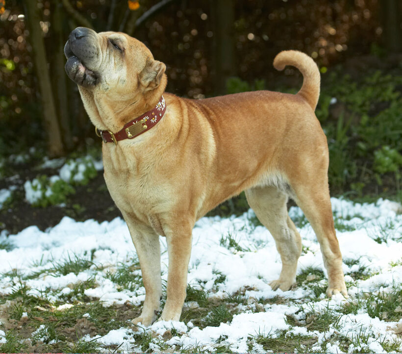 Animal, Animals, Canine, Canines, Daisy, Dog, Dogs, Land Mammal, Land Mammals, Play, Playing, Playtime, Shar-pei, Shar-peis, Snow, Terrestrial Mammal, Terrestrial Mammals