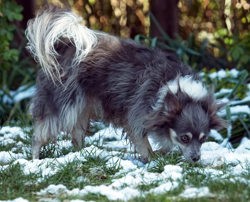 Animal, Animals, Canine, Canines, Chihuahuas, Dog, Dogs, Land Mammal, Land Mammals, Longhaired Chihuahua, Play, Playing, Playtime, Rose, Snow, Terrestrial Mammal, Terrestrial Mammals