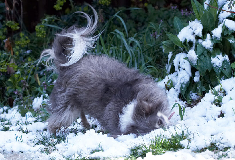Animal, Animals, Canine, Canines, Chihuahuas, Dog, Dogs, Land Mammal, Land Mammals, Longhaired Chihuahua, Play, Playing, Playtime, Roll, rolling, Rose, Snow, Terrestrial Mammal, Terrestrial Mammals