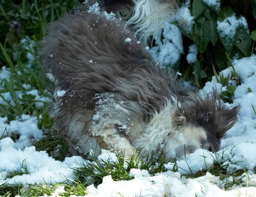Animal, Animals, Canine, Canines, Chihuahuas, Dog, Dogs, Land Mammal, Land Mammals, Longhaired Chihuahua, Play, Playing, Playtime, Rose, Snow, Terrestrial Mammal, Terrestrial Mammals
