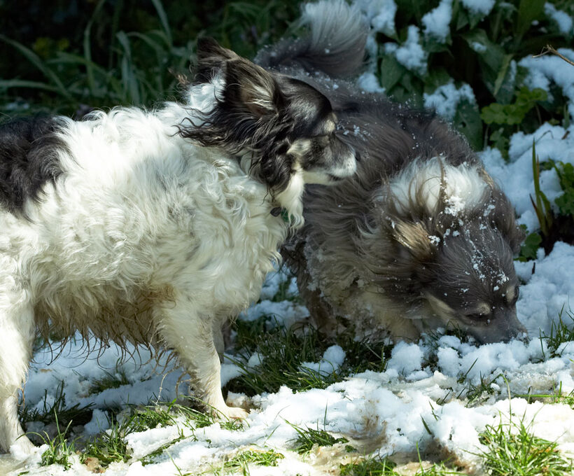 Animal, Animals, Canine, Canines, Chihuahuas, Dog, Dogs, Land Mammal, Land Mammals, Longhaired Chihuahua, Matt, Play, Playing, playtime, Rose, Snow, Terrestrial Mammal, Terrestrial Mammals