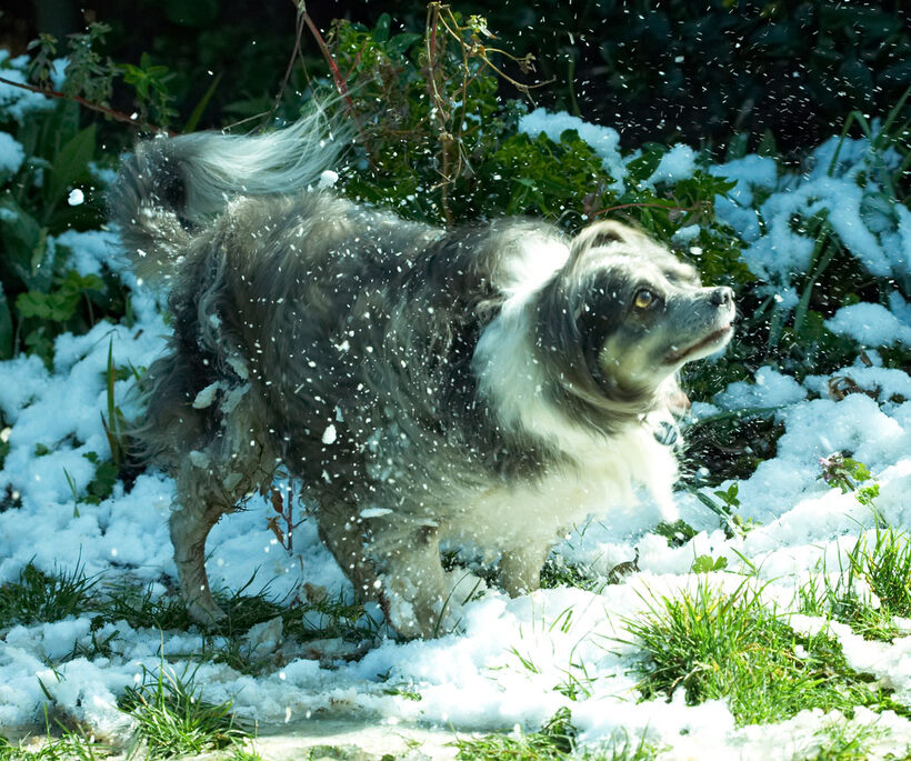 Animal, Animals, Canine, Canines, Chihuahuas, Dog, Dogs, Land Mammal, Land Mammals, Longhaired Chihuahua, Play, Playing, Playtime, Rose, Snow, Terrestrial Mammal, Terrestrial Mammals