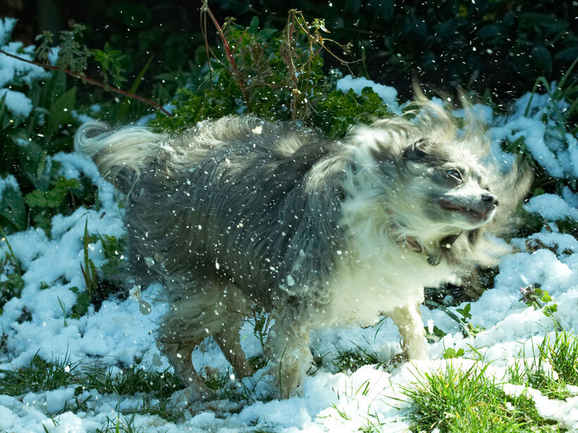 Animal, Animals, Canine, Canines, Chihuahuas, Dog, Dogs, Land Mammal, Land Mammals, Longhaired Chihuahua, Play, Playing, Playtime, Rose, Shake, shaking, Snow, Terrestrial Mammal, Terrestrial Mammals