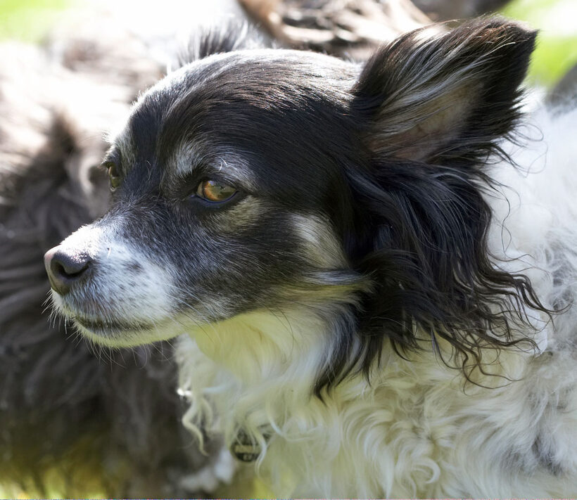 Animal, Animals, Canine, Canines, Chihuahuas, Dog, Dogs, Land Mammal, Land Mammals, Longhaired Chihuahua, Matt, Play, Playing, playtime, Rose, Snow, Terrestrial Mammal, Terrestrial Mammals