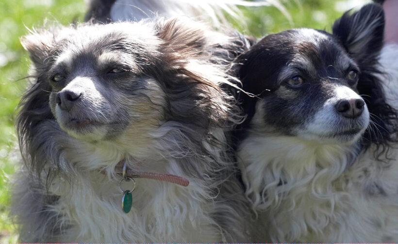 Animal, Animals, Canine, Canines, Chihuahuas, Dog, Dogs, Land Mammal, Land Mammals, Longhaired Chihuahua, Matt, Play, Playing, playtime, Rose, Snow, Terrestrial Mammal, Terrestrial Mammals