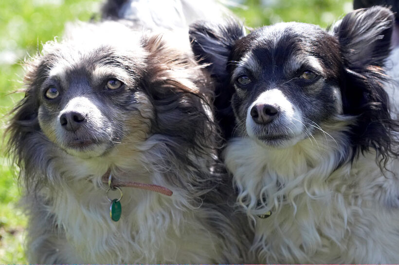 Animal, Animals, Canine, Canines, Chihuahuas, Dog, Dogs, Land Mammal, Land Mammals, Longhaired Chihuahua, Matt, Play, Playing, playtime, Rose, Snow, Terrestrial Mammal, Terrestrial Mammals