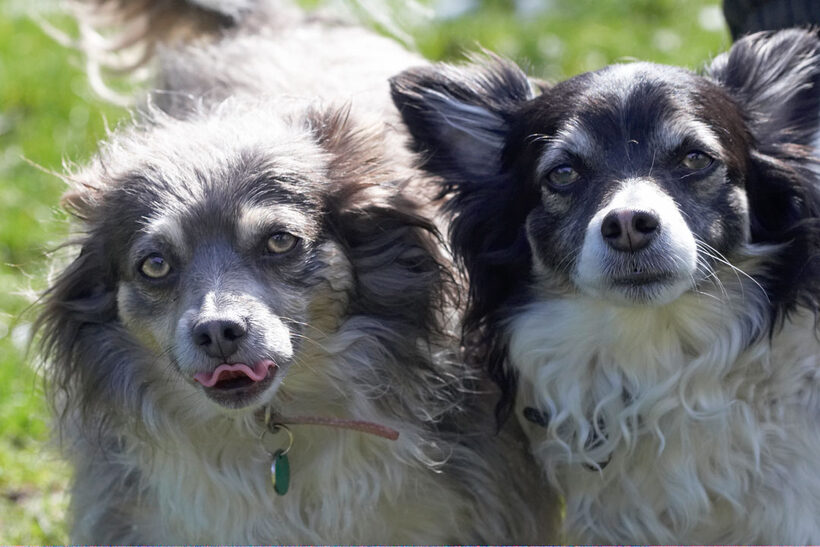 Animal, Animals, Canine, Canines, Chihuahuas, Dog, Dogs, Land Mammal, Land Mammals, Longhaired Chihuahua, Matt, Play, Playing, Playtime, Rose, Snow, Terrestrial Mammal, Terrestrial Mammals, tongue