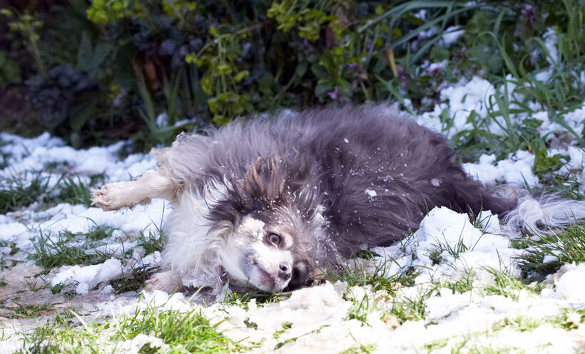 Animal, Animals, Canine, Canines, Chihuahuas, Dog, Dogs, Land Mammal, Land Mammals, Longhaired Chihuahua, Play, Playing, Playtime, Roll, rolling, Rose, Snow, Terrestrial Mammal, Terrestrial Mammals