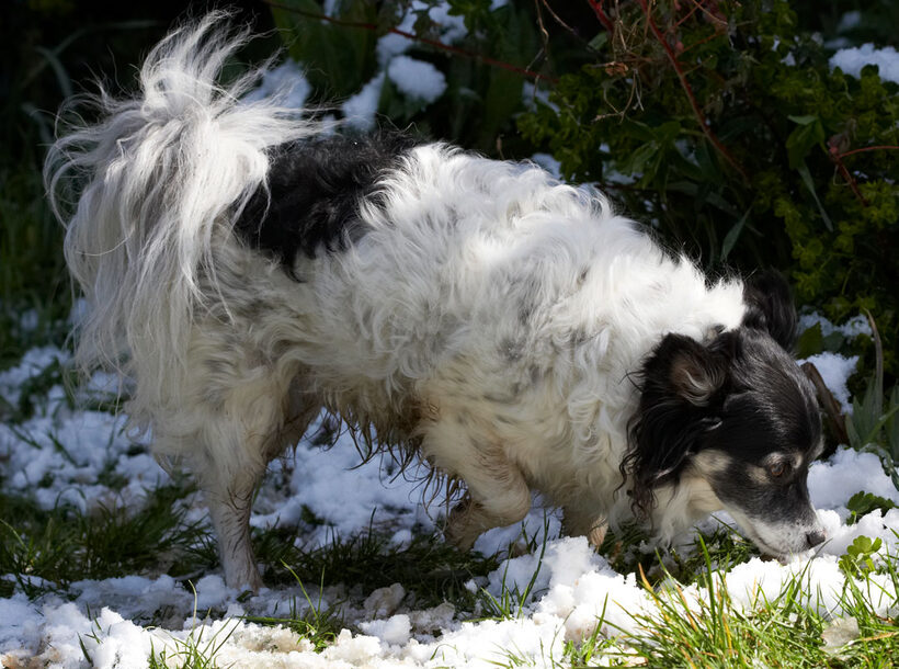 Animal, Animals, Canine, Canines, Chihuahuas, Dog, Dogs, Land Mammal, Land Mammals, Longhaired Chihuahua, Matt, Play, Playing, Playtime, Snow, Terrestrial Mammal, Terrestrial Mammals
