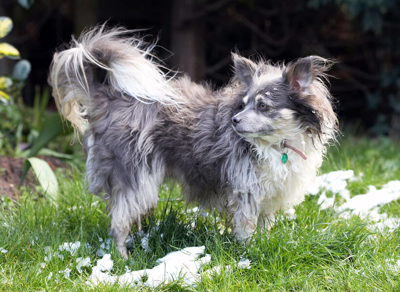 Animal, Animals, Canine, Canines, Chihuahuas, Dog, Dogs, Land Mammal, Land Mammals, Longhaired Chihuahua, Play, Playing, Playtime, Rose, Snow, Terrestrial Mammal, Terrestrial Mammals