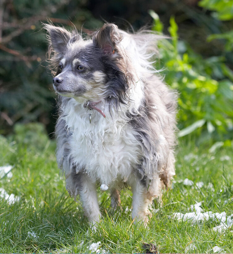 Animal, Animals, Canine, Canines, Chihuahuas, Dog, Dogs, Land Mammal, Land Mammals, Longhaired Chihuahua, Play, Playing, Playtime, Rose, Snow, Terrestrial Mammal, Terrestrial Mammals