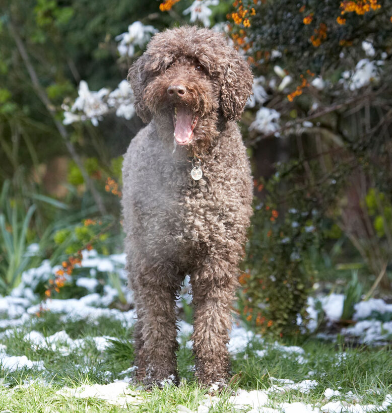 Animal, Animals, Canine, Canines, Dog, Dogs, Elvis, Land Mammal, Land Mammals, Play, Playing, Playtime, Poodle, Poodles, Snow, Standard, Terrestrial Mammal, Terrestrial Mammals, tongue