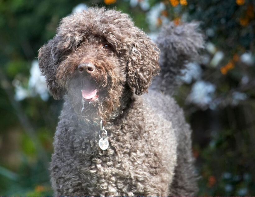 Animal, Animals, Canine, Canines, Dog, Dogs, Elvis, Land Mammal, Land Mammals, Play, Playing, Playtime, Poodle, Poodles, Snow, Standard, Terrestrial Mammal, Terrestrial Mammals, tongue