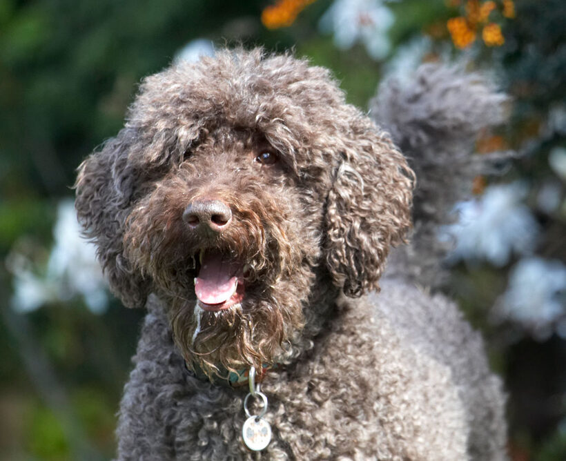 Animal, Animals, Canine, Canines, Dog, Dogs, Elvis, Land Mammal, Land Mammals, Play, Playing, Playtime, Poodle, Poodles, Snow, Standard, Terrestrial Mammal, Terrestrial Mammals, tongue