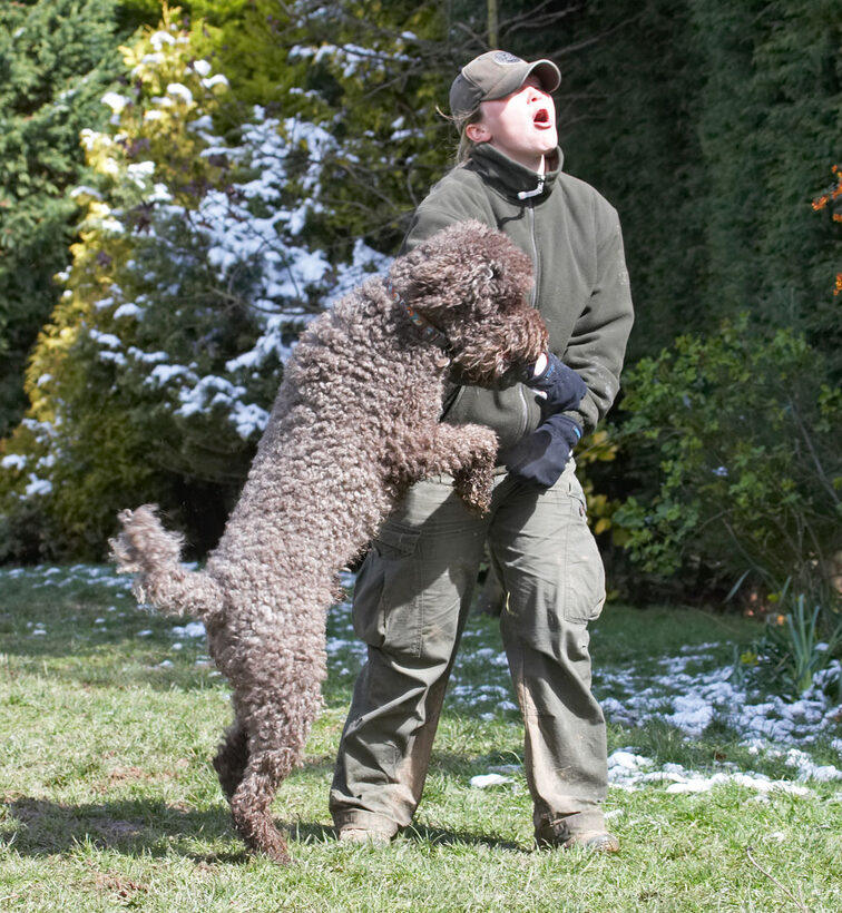 Animal, Animals, becky, Canine, Canines, Dog, Dogs, Elvis, Land Mammal, Land Mammals, Play, Playing, Playtime, Poodle, Poodles, Snow, Standard, Terrestrial Mammal, Terrestrial Mammals