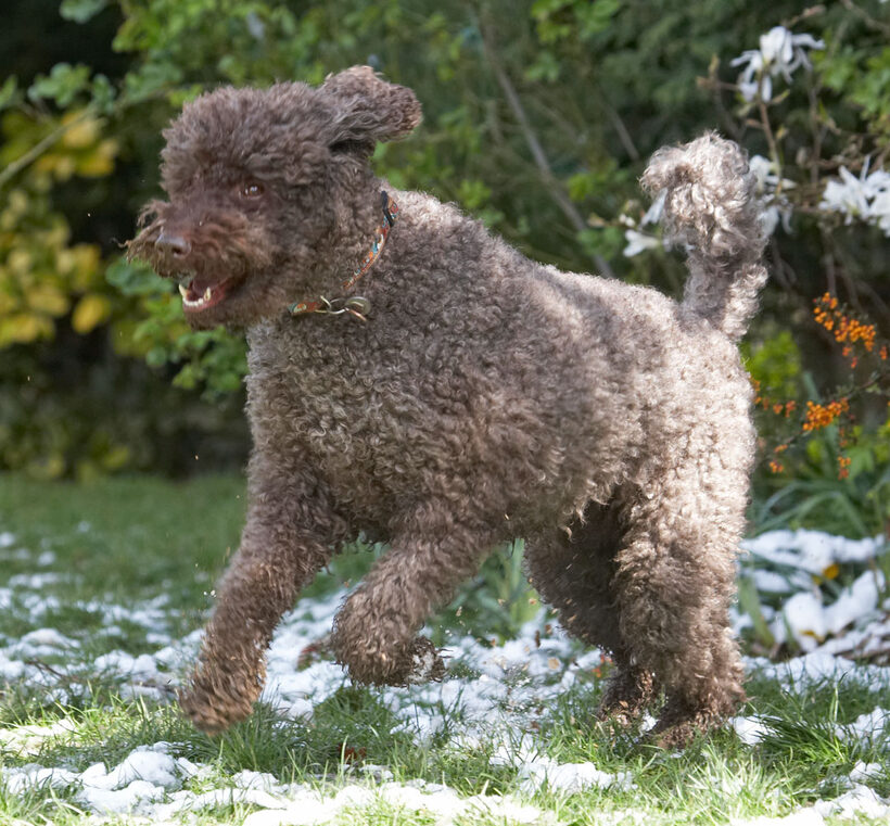 Animal, Animals, Canine, Canines, Dog, Dogs, Elvis, Jump, Jumping, Land Mammal, Land Mammals, Leap, Leaping, Play, Playing, Playtime, Poodle, Poodles, Snow, Standard, Terrestrial Mammal, Terrestrial Mammals