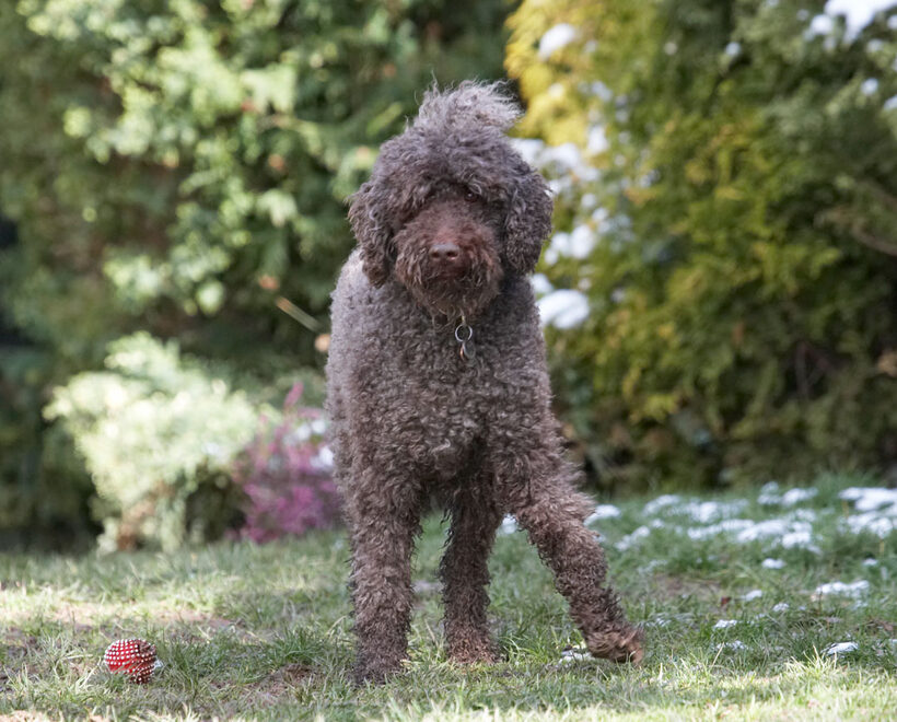 Animal, Animals, Canine, Canines, Dog, Dogs, Elvis, Land Mammal, Land Mammals, Play, Playing, playtime, Poodle, Poodles, Snow, Standard, Terrestrial Mammal, Terrestrial Mammals