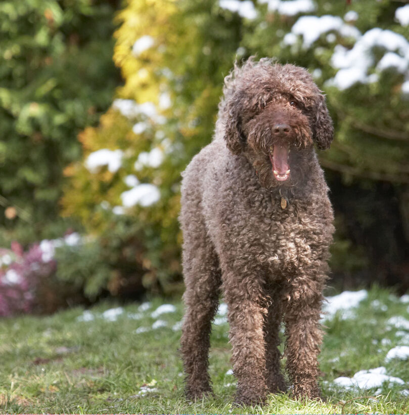 Animal, Animals, Canine, Canines, Dog, Dogs, Elvis, Land Mammal, Land Mammals, Play, Playing, Playtime, Poodle, Poodles, Snow, Standard, Terrestrial Mammal, Terrestrial Mammals, Tongue, Yawn, yawning