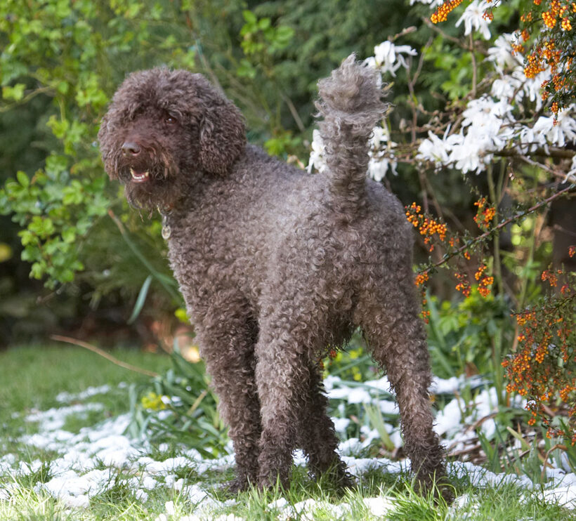 Animal, Animals, Canine, Canines, Dog, Dogs, Elvis, Land Mammal, Land Mammals, Play, Playing, playtime, Poodle, Poodles, Snow, Standard, Terrestrial Mammal, Terrestrial Mammals