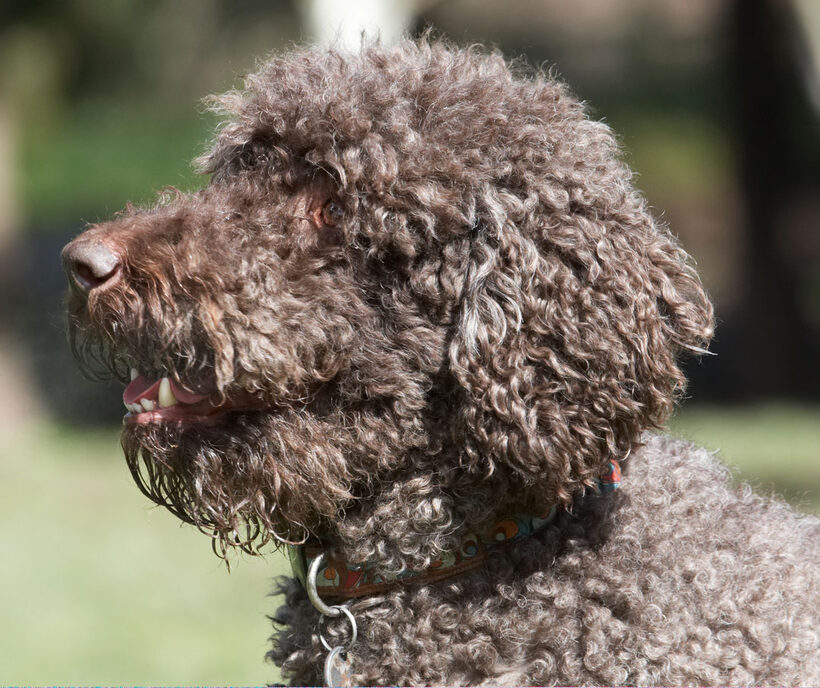 Animal, Animals, Canine, Canines, Dog, Dogs, Elvis, Land Mammal, Land Mammals, Play, Playing, playtime, Poodle, Poodles, Snow, Standard, Terrestrial Mammal, Terrestrial Mammals