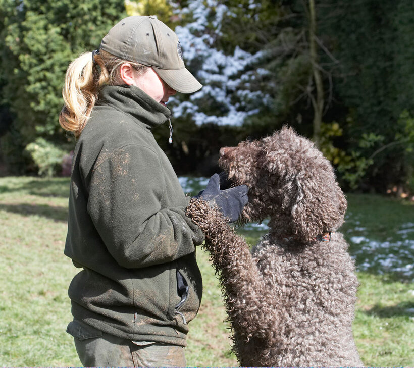 Animal, Animals, becky, Canine, Canines, Dog, Dogs, Elvis, Land Mammal, Land Mammals, Play, Playing, Playtime, Poodle, Poodles, Snow, Standard, Terrestrial Mammal, Terrestrial Mammals