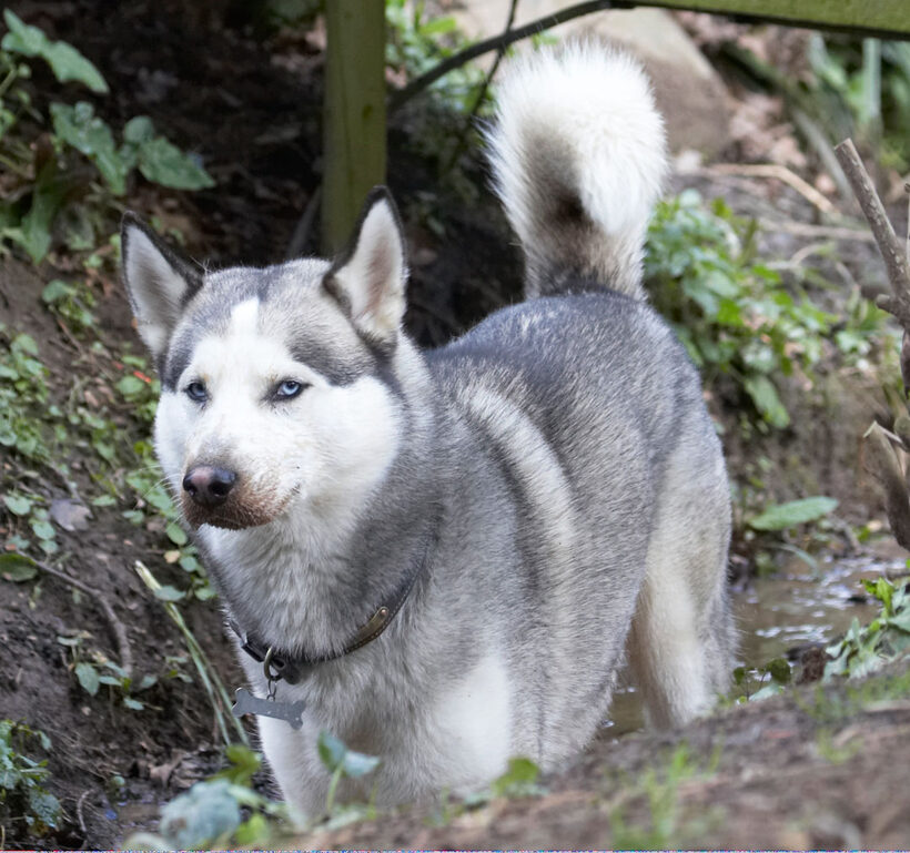 Animal, Animals, Canine, Canines, Dog, Dogs, Huskies, Husky, Land Mammal, Land Mammals, Play, Playing, playtime, Reeba, Terrestrial Mammal, Terrestrial Mammals