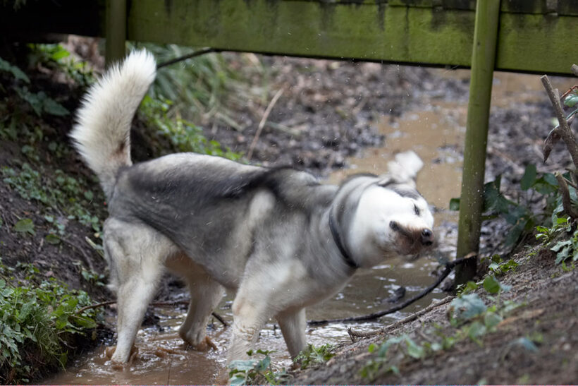 Animal, Animals, Canine, Canines, Dog, Dogs, Huskies, Husky, Land Mammal, Land Mammals, Play, Playing, playtime, Reeba, Terrestrial Mammal, Terrestrial Mammals